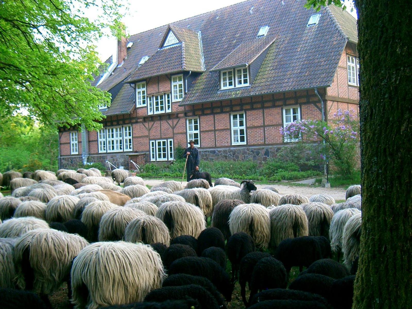 Bed and Breakfast Haus Heidetal Bispingen Exteriér fotografie